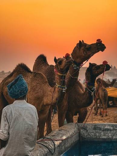 Arrival in Pushkar